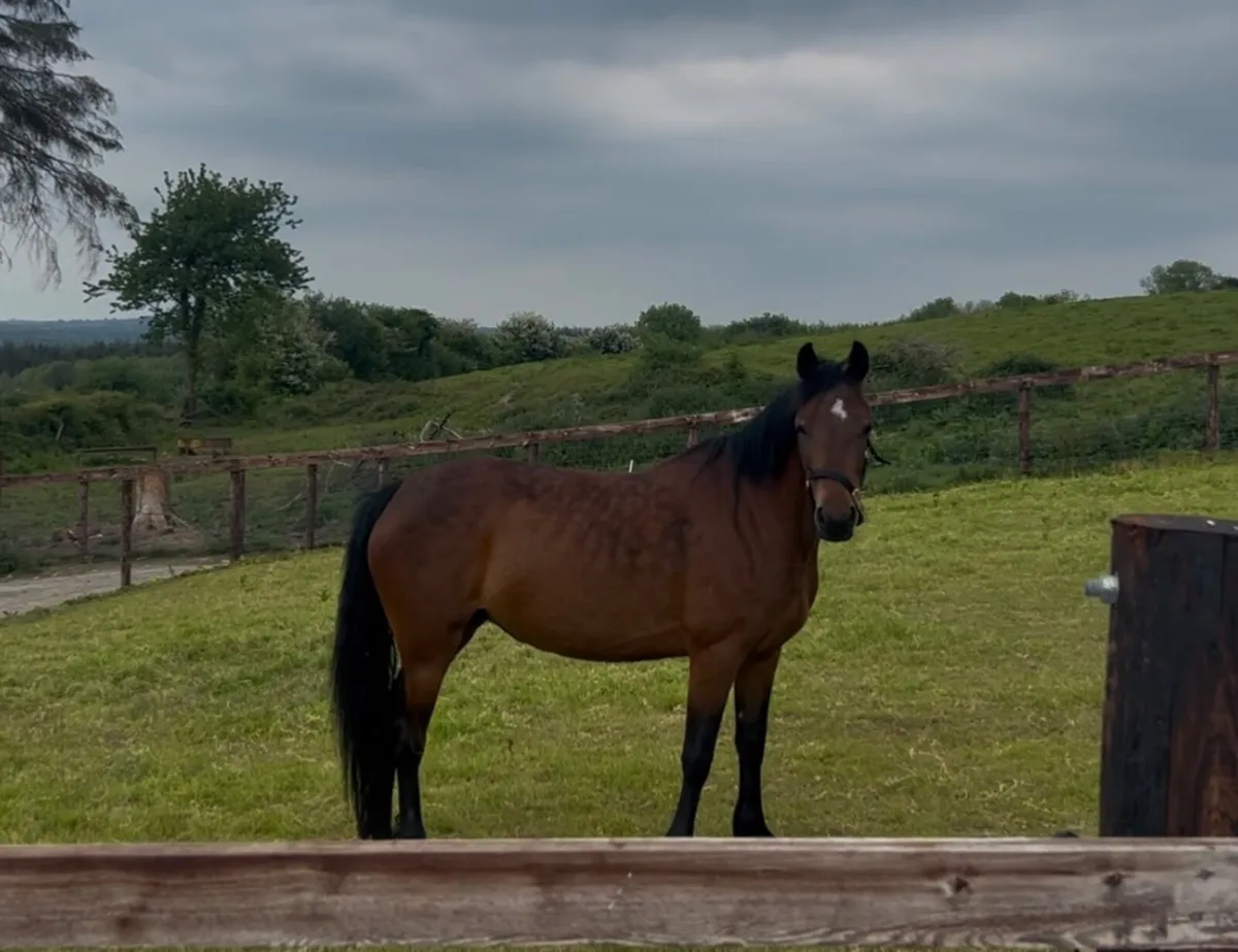 Connemara mare 14.2hh - Image 3