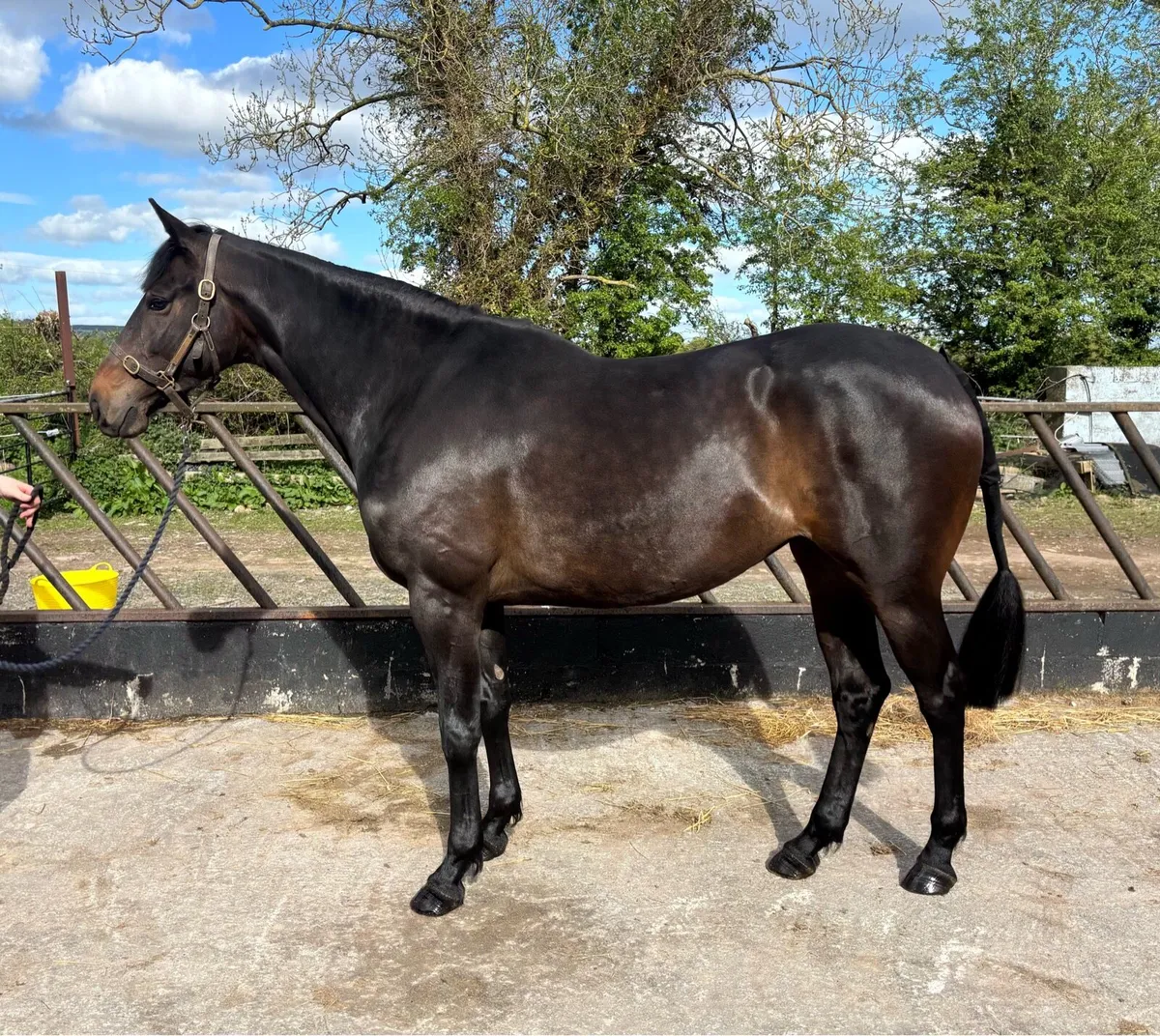 3yr old TIH Filly - Image 1