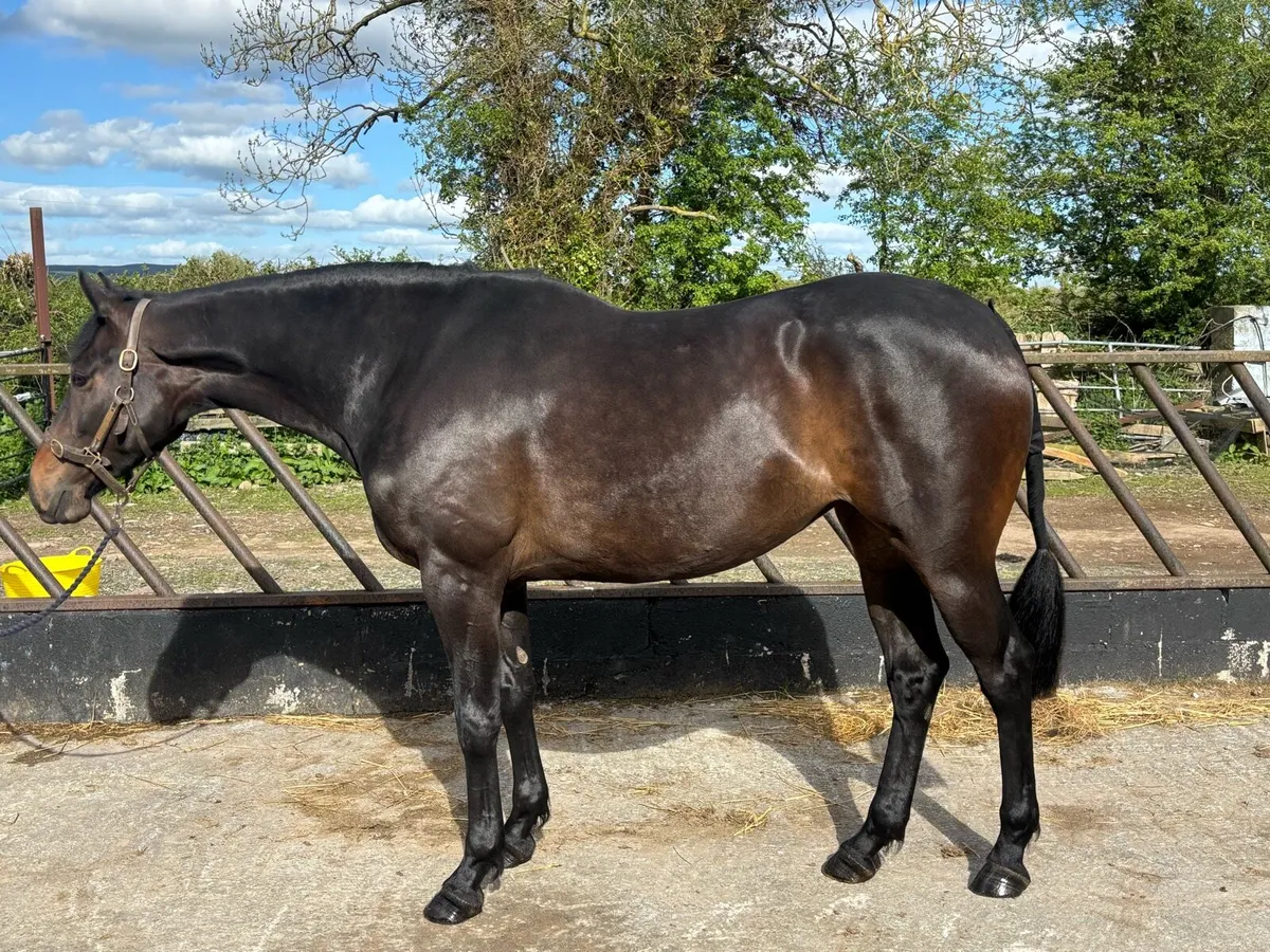 3yr old TIH Filly - Image 2