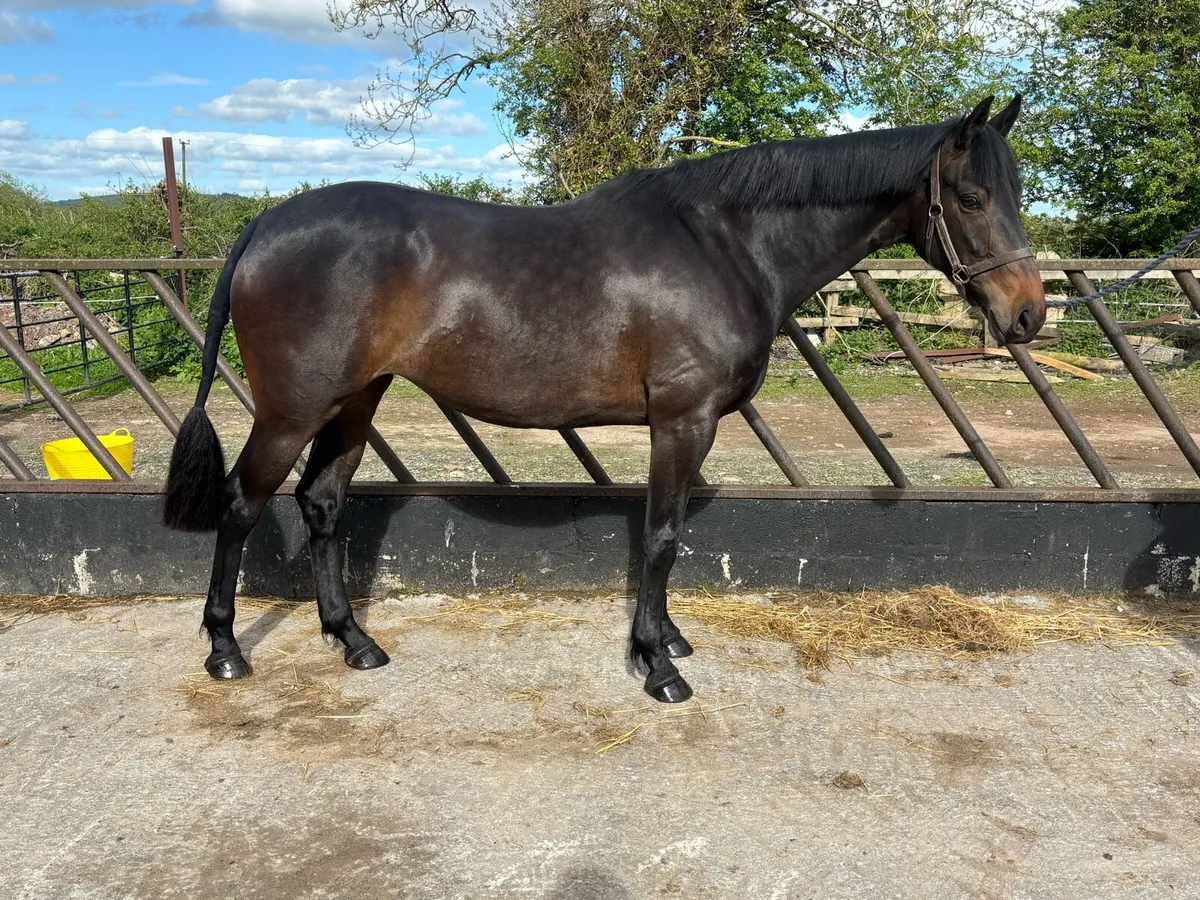 3yr old TIH Filly - Image 3