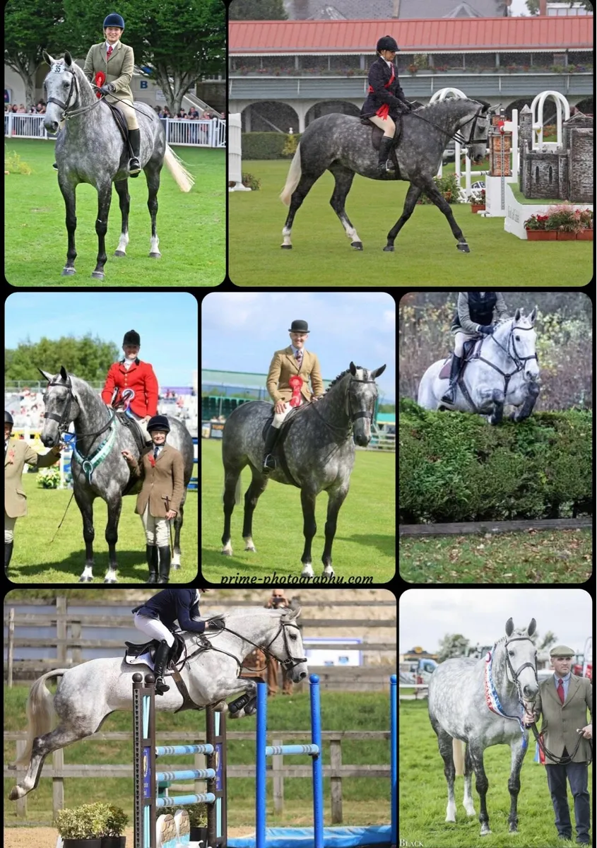 3yr old TIH Filly - Image 4