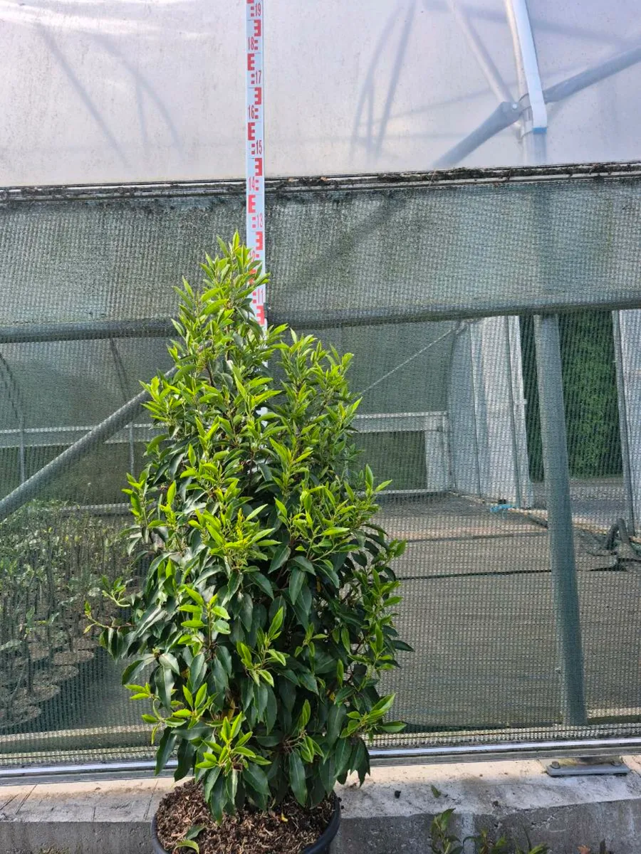 Portuguese laurel - Image 1