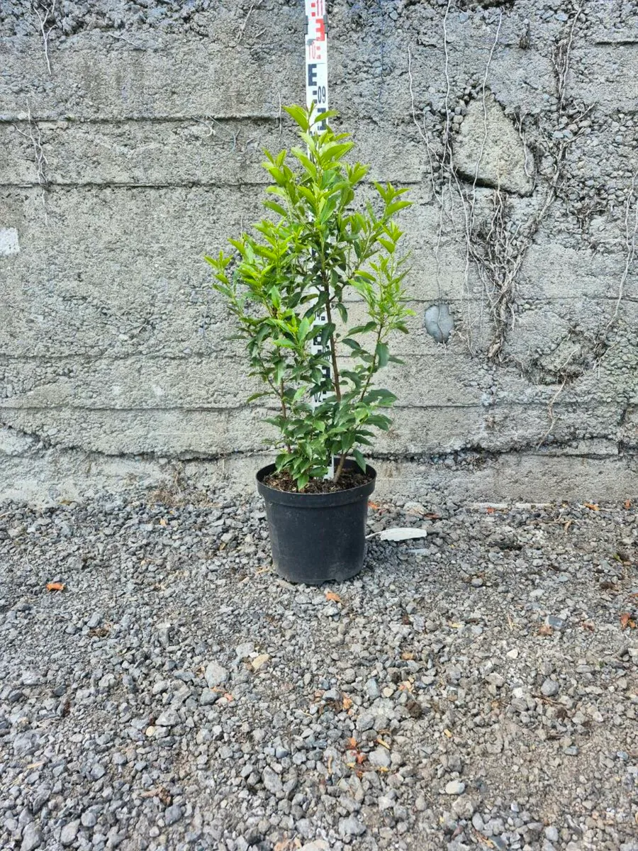 Portuguese laurel - Image 3