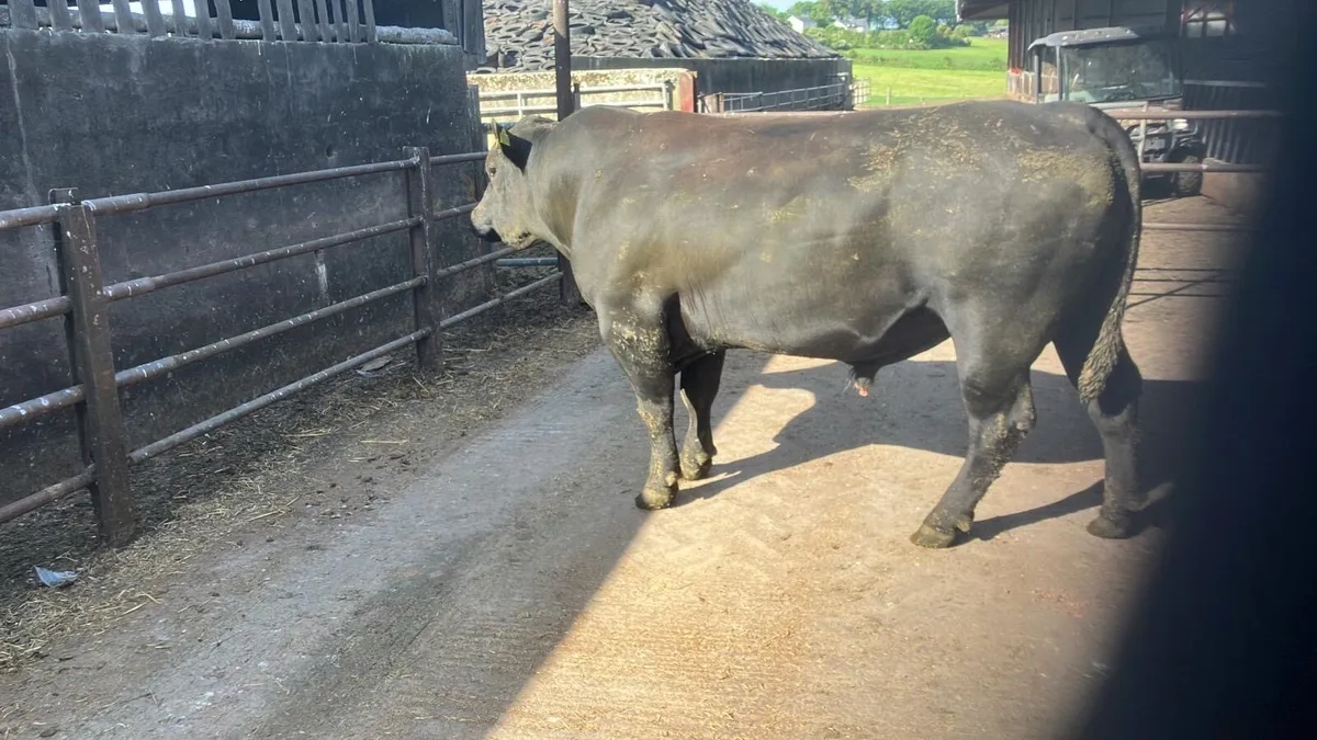 Purebred AA bull - Image 1