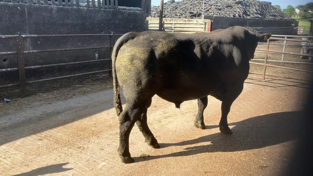 Purebred AA bull - Image 2