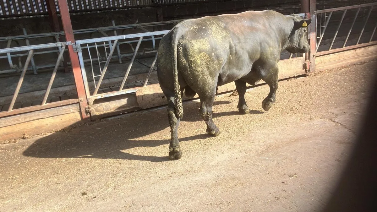 Purebred AA bull - Image 3