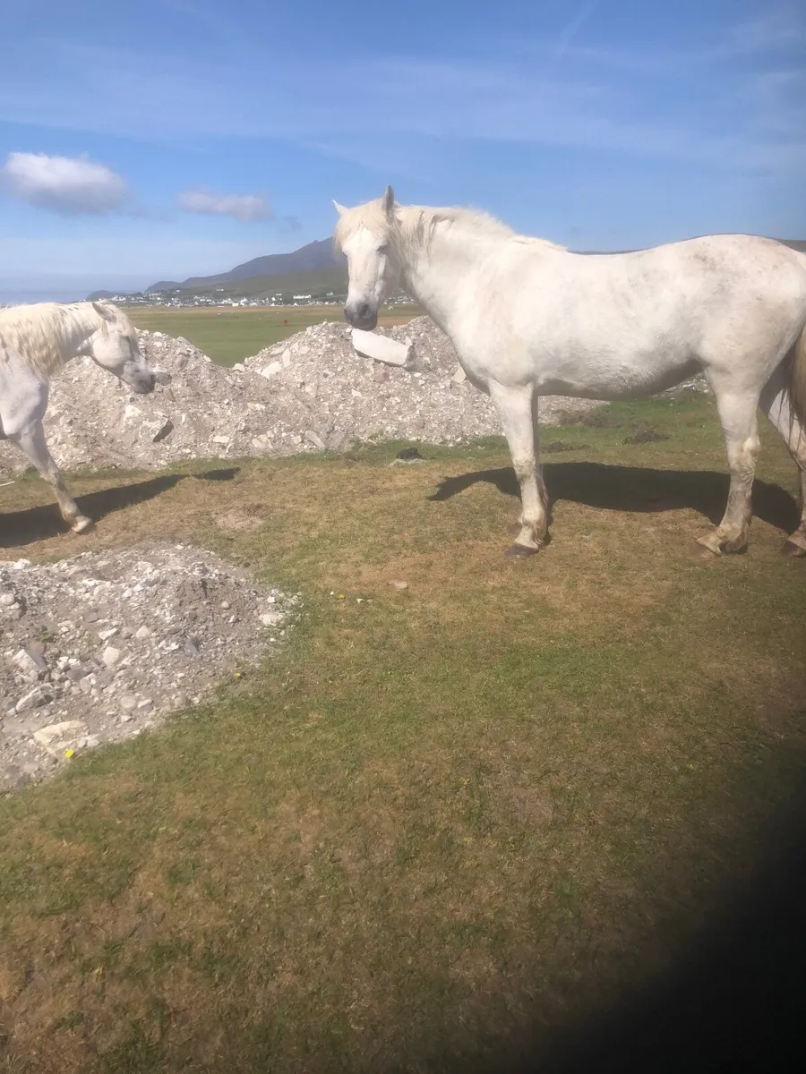 For Sale Connemara Mare - Image 1