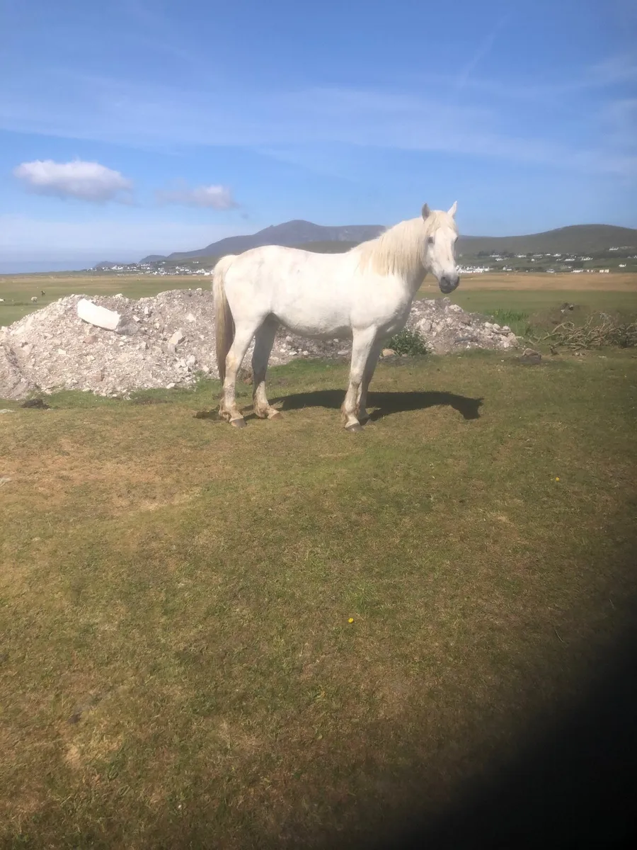 For Sale Connemara Mare - Image 2