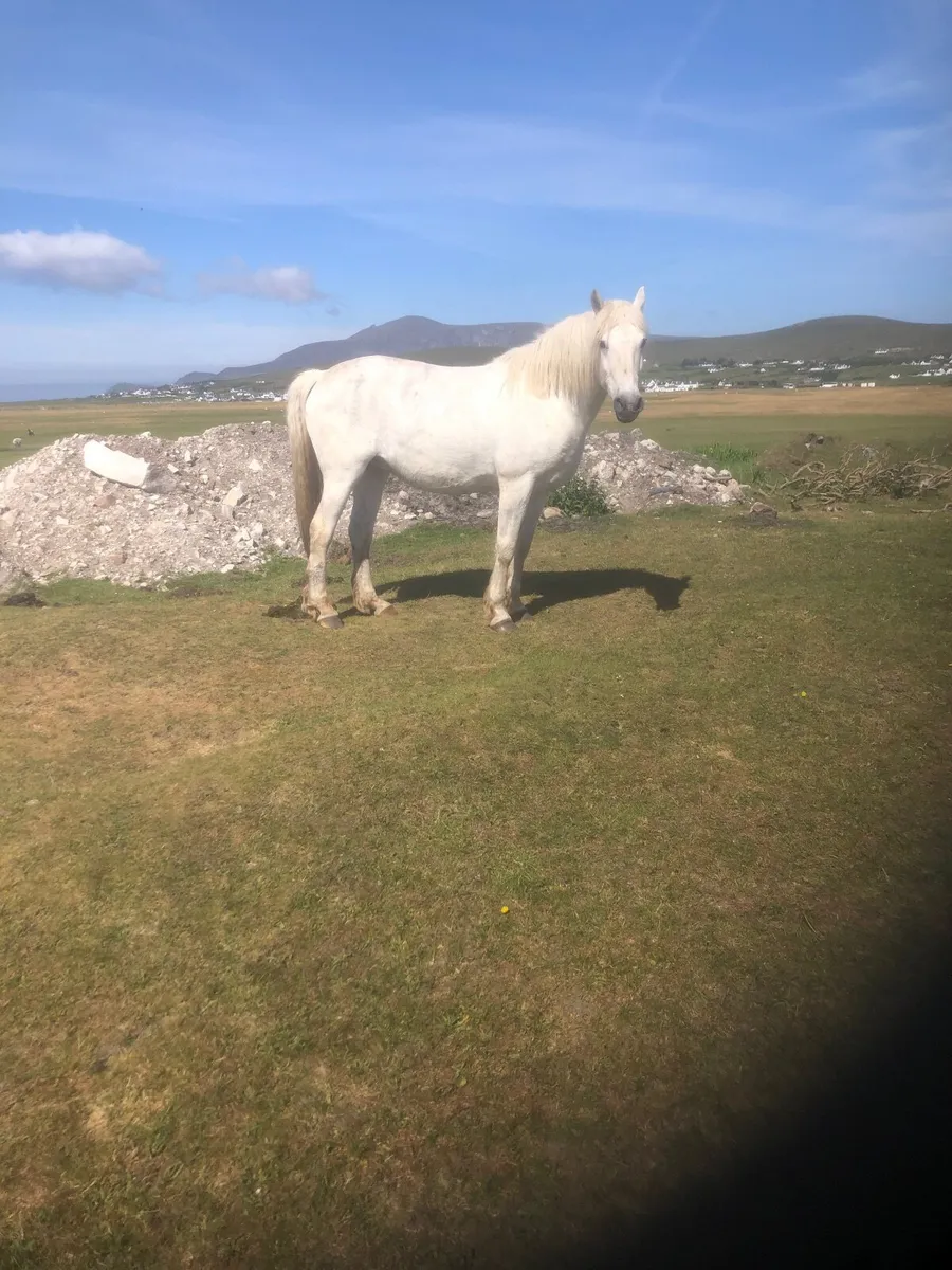 For Sale Connemara Mare - Image 3