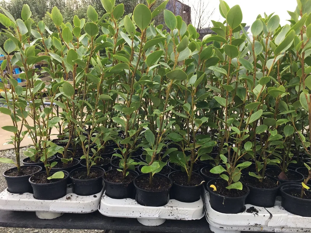 Griselinia hedging - Image 3