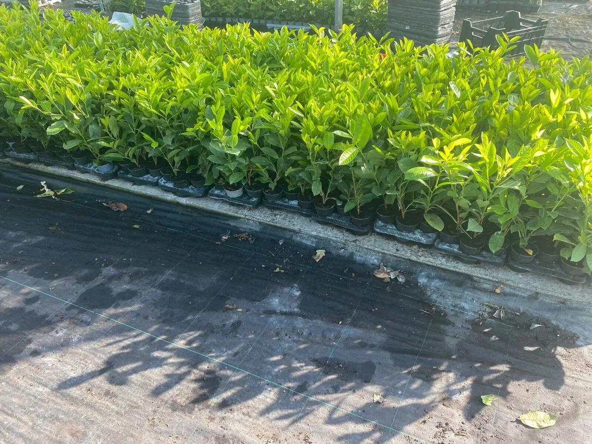Griselinia hedging - Image 4