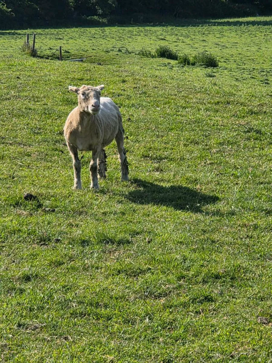 Pbnr Dorset and zwartable - Image 4