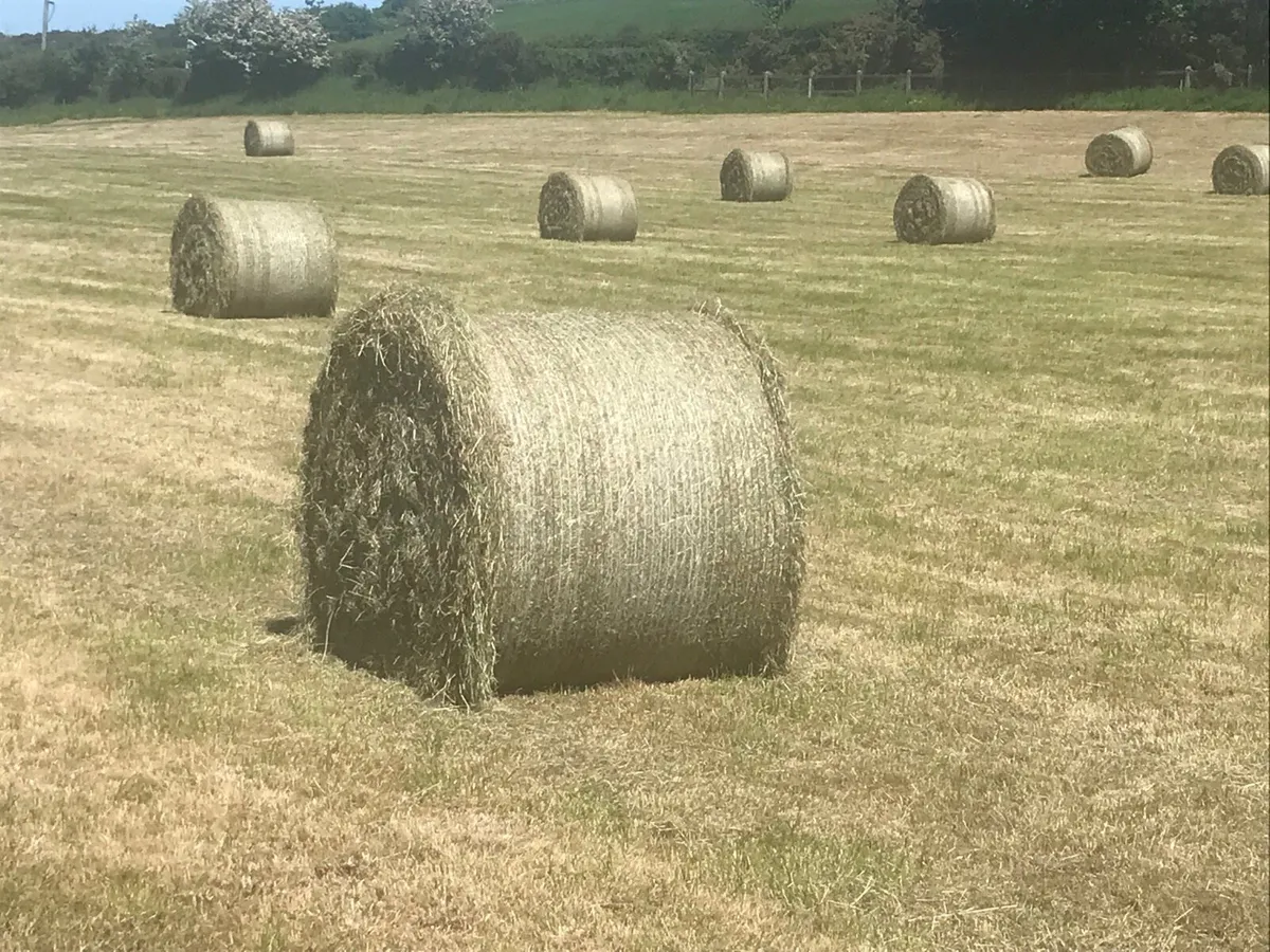 Hay for sale - Image 1
