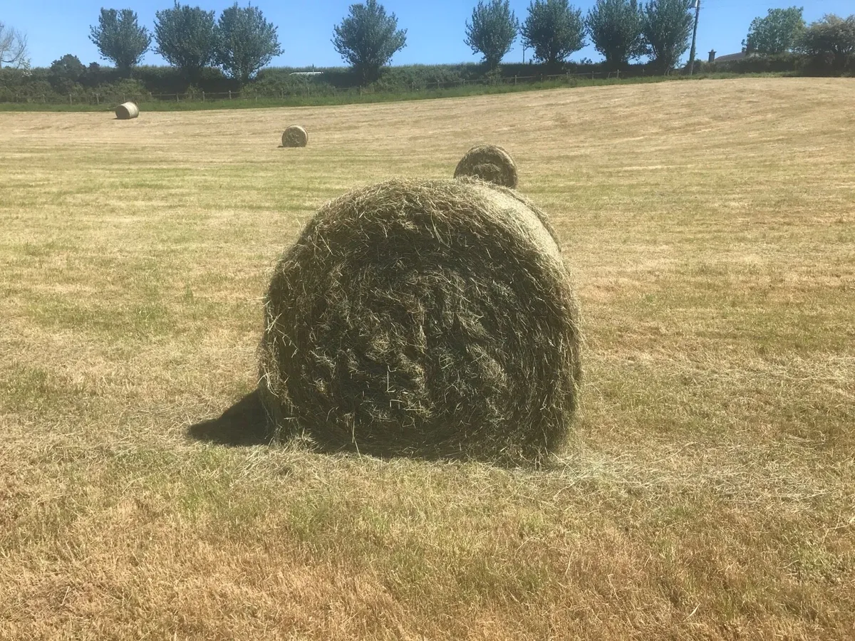 Hay for sale - Image 2