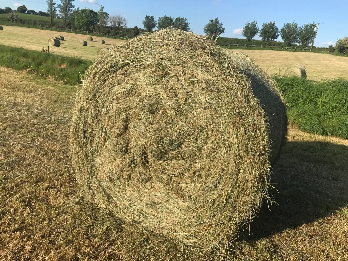 Hay for sale - Image 3