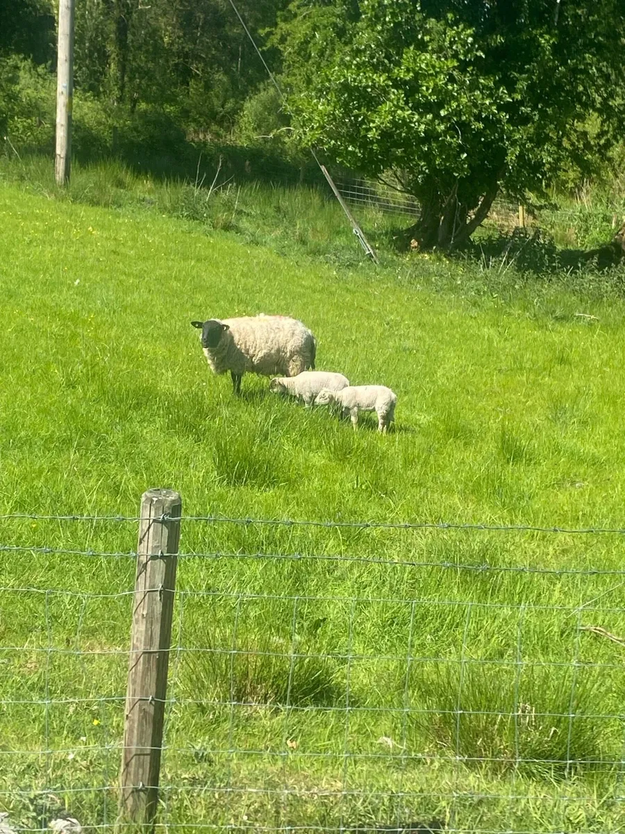 Sheep - Image 1