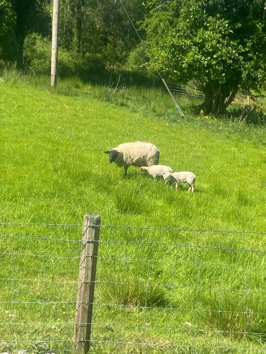 Sheep - Image 3
