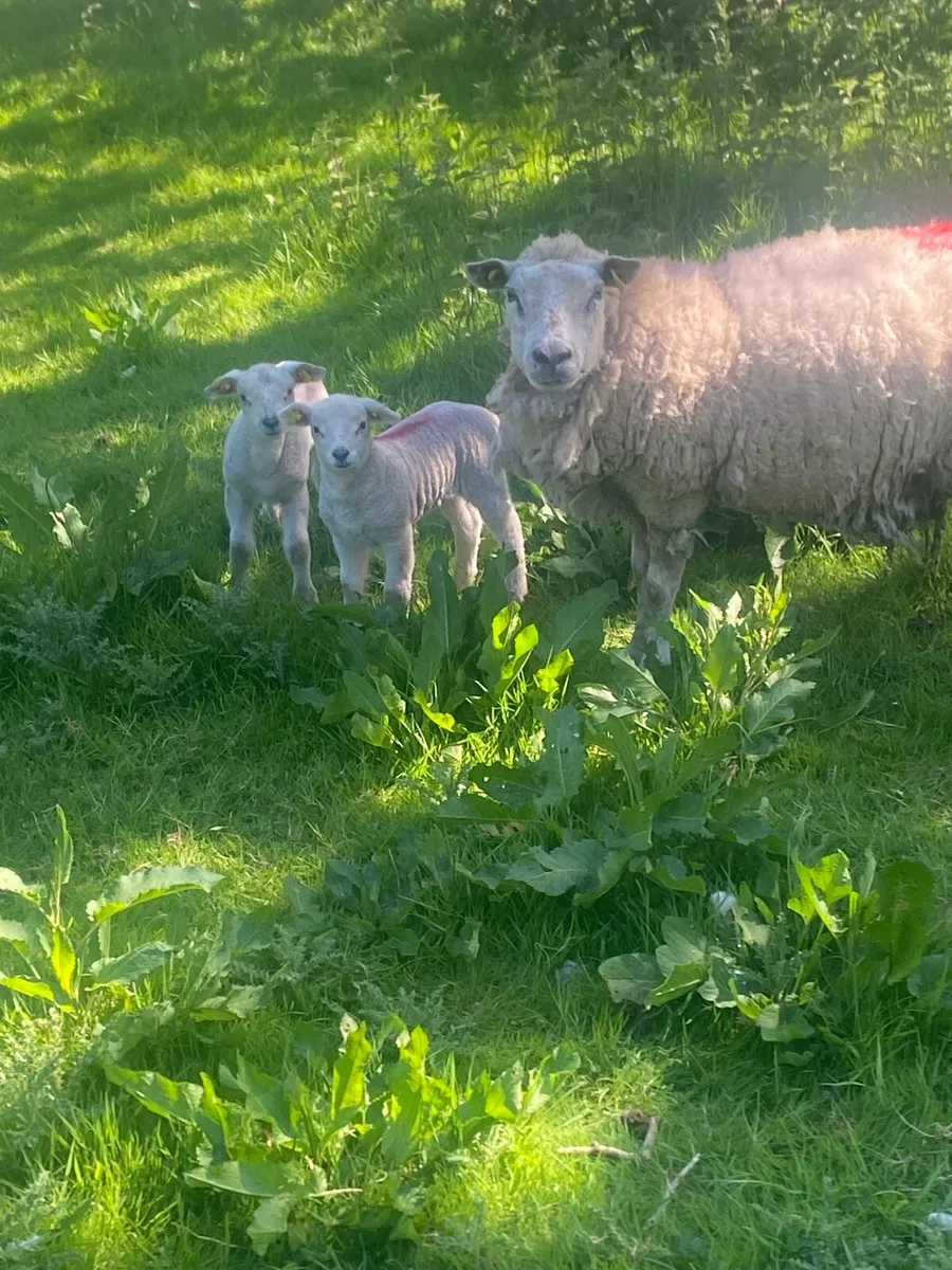 Sheep - Image 4