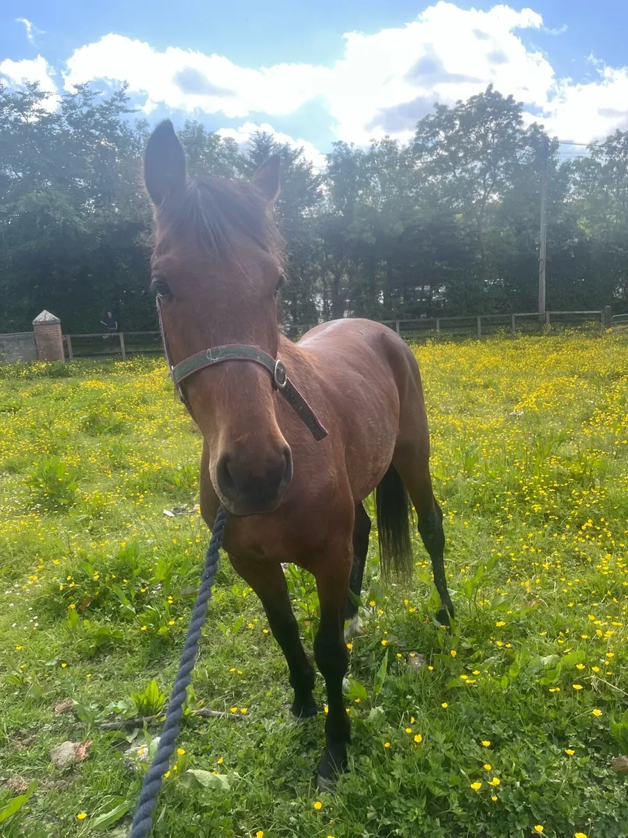 PROJECT HORSE!! - Image 1