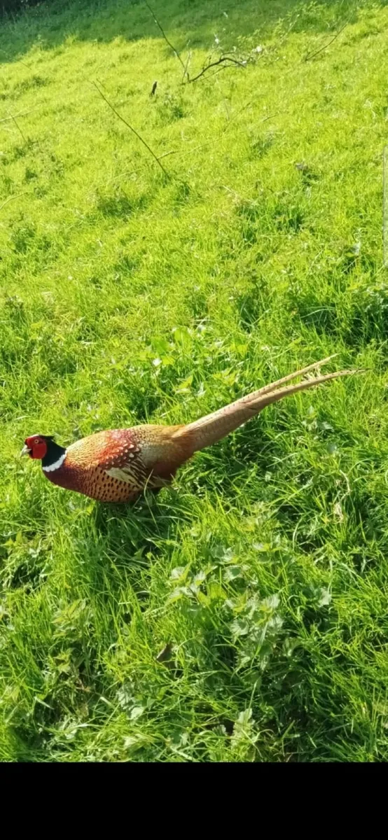 Pheasant - Image 1