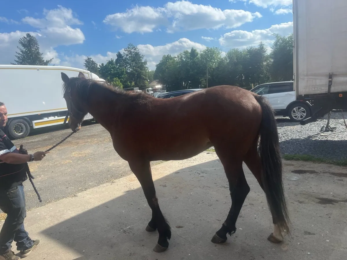 PROJECT HORSE!! - Image 2