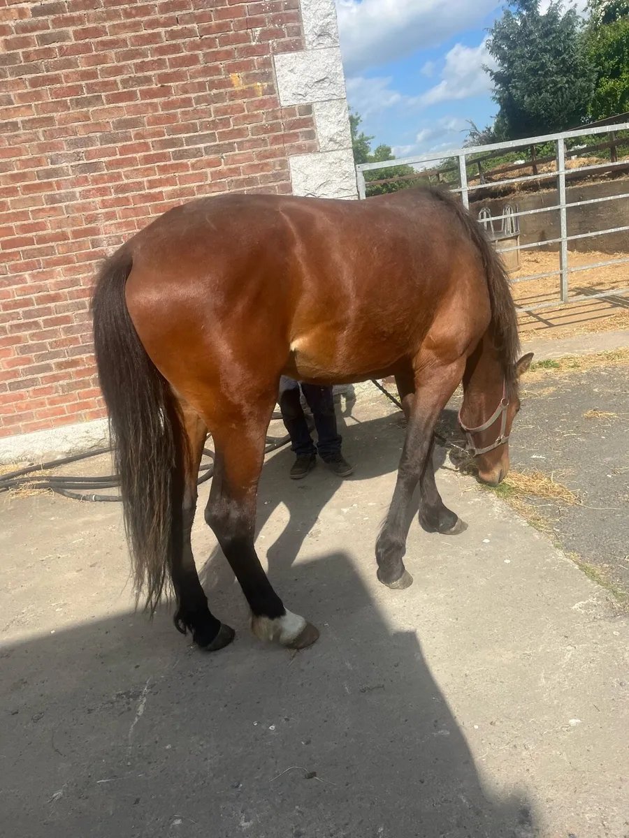 PROJECT HORSE!! - Image 3