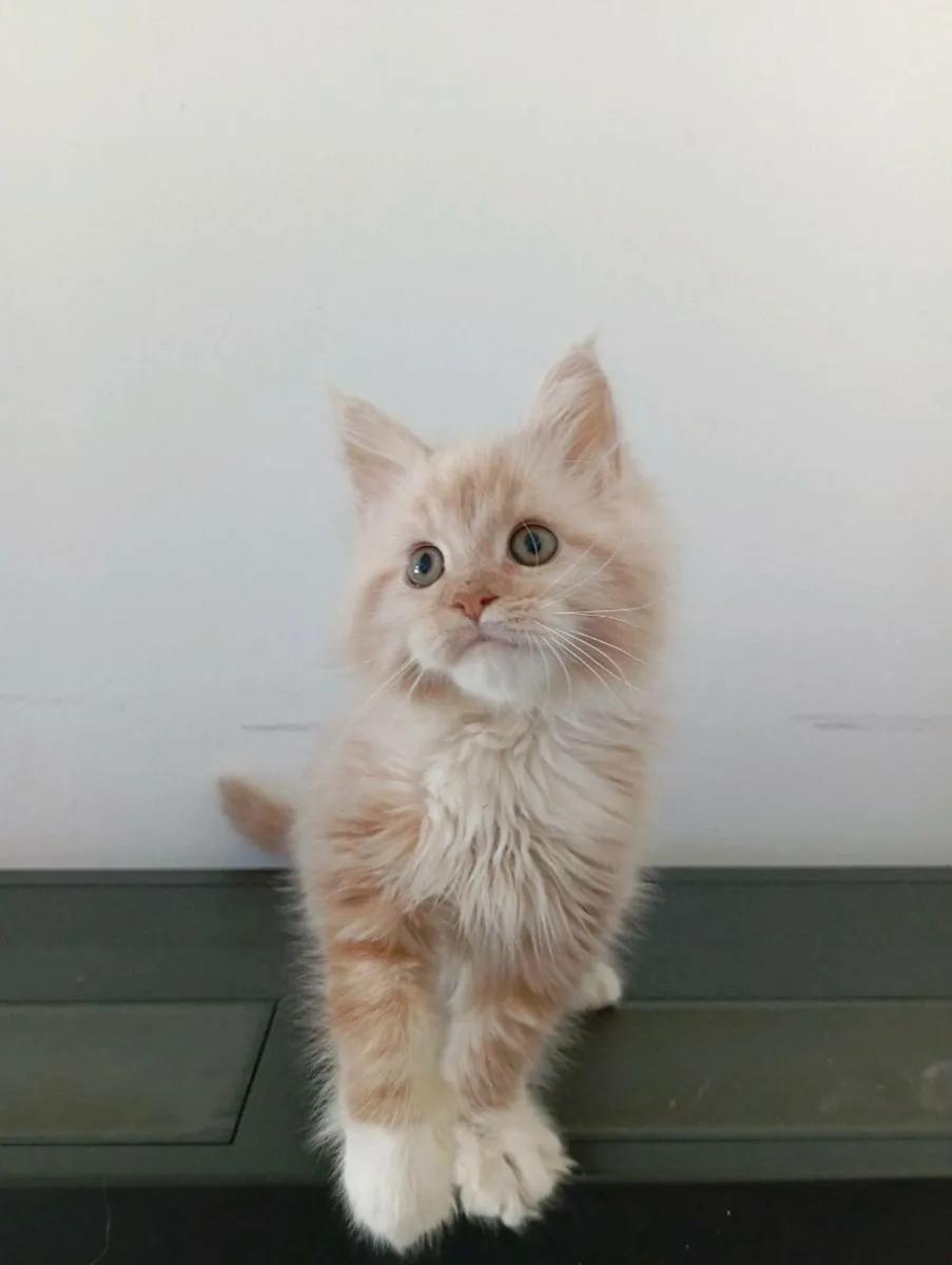 Maine coon kitten - Image 1