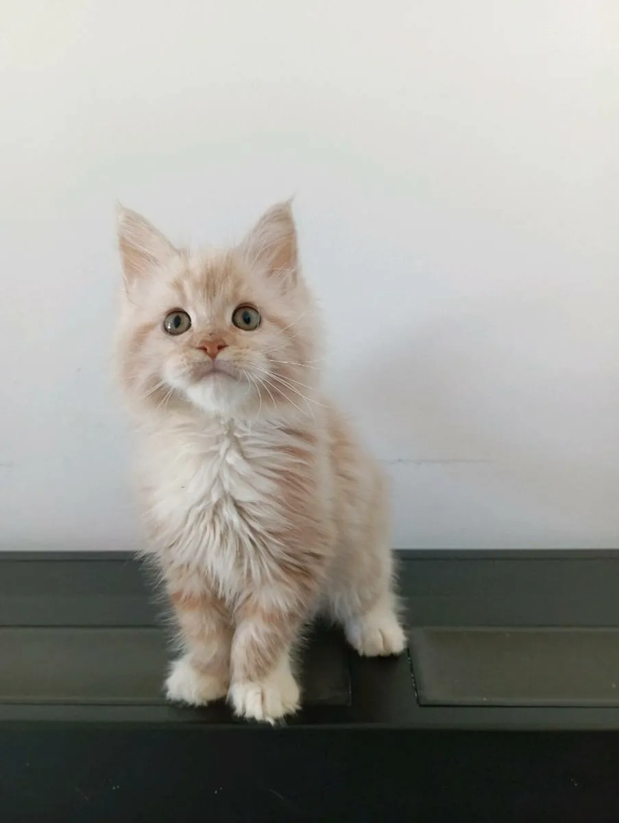 Maine coon kitten - Image 2
