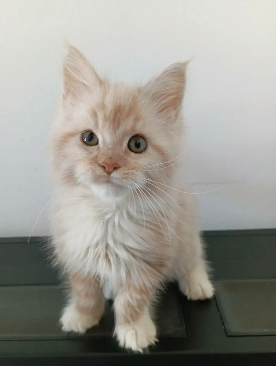 Maine coon kitten - Image 3