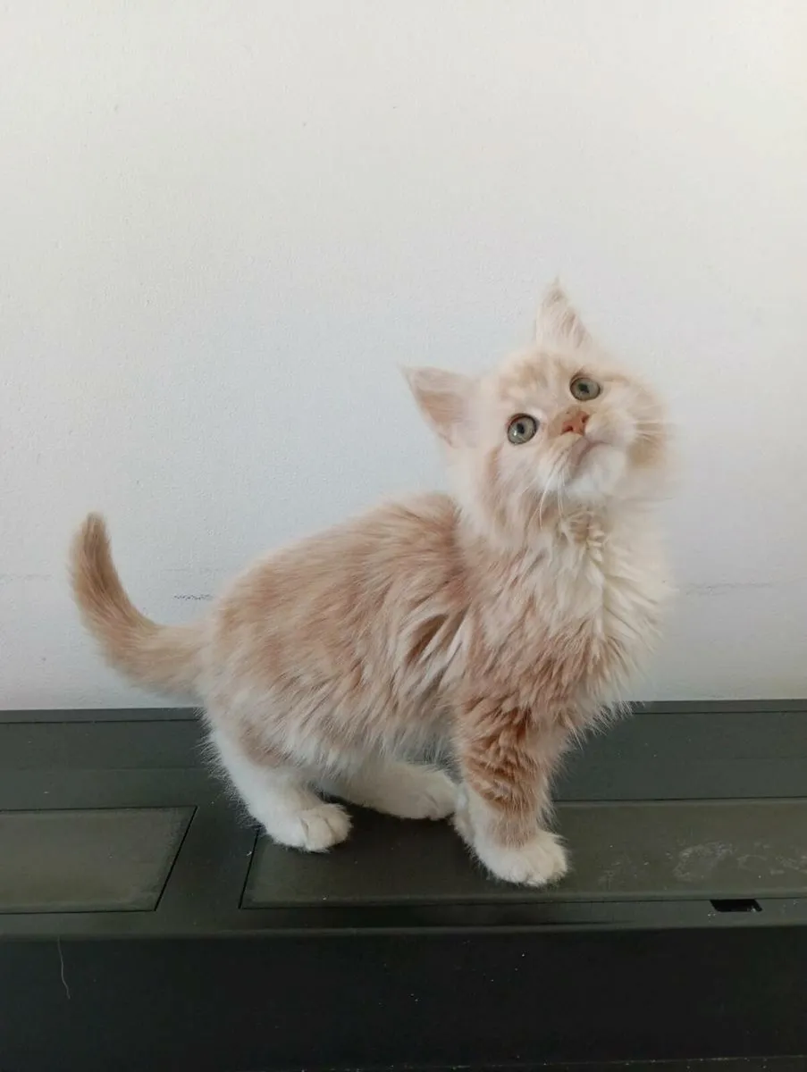 Maine coon kitten - Image 4