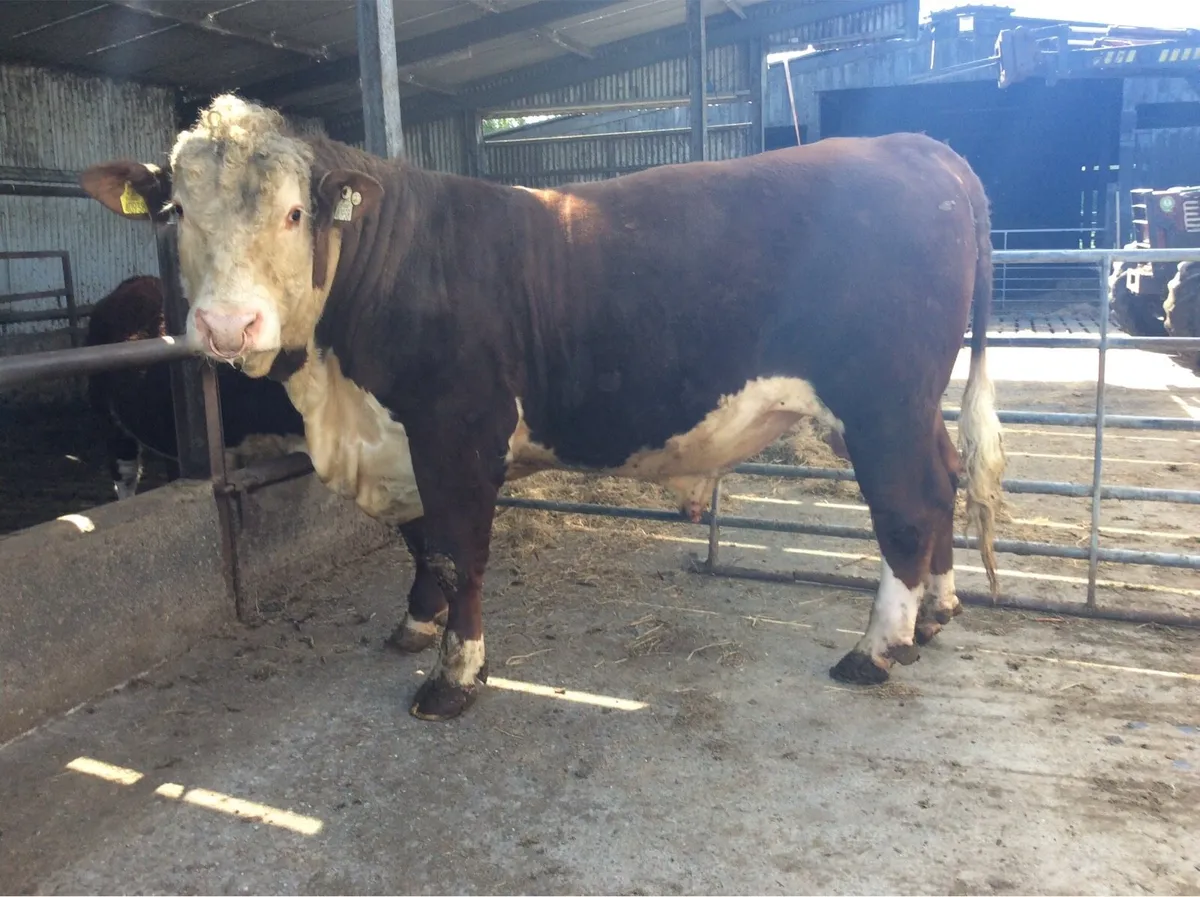 Hereford Bulls - Image 2