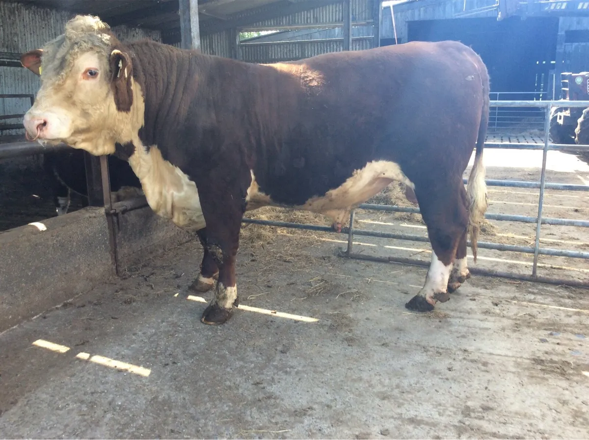 Hereford Bulls - Image 3
