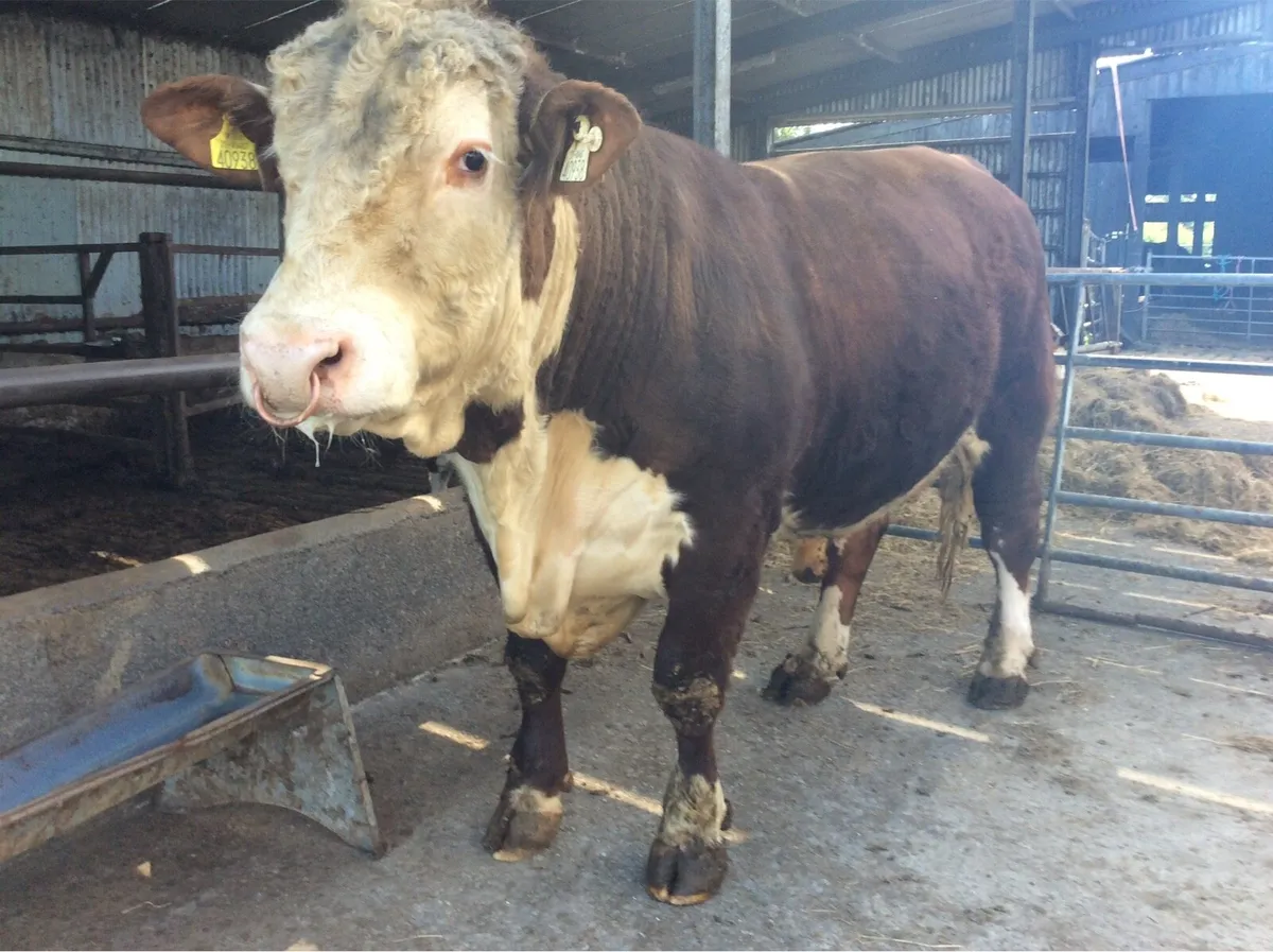 Hereford Bulls - Image 4