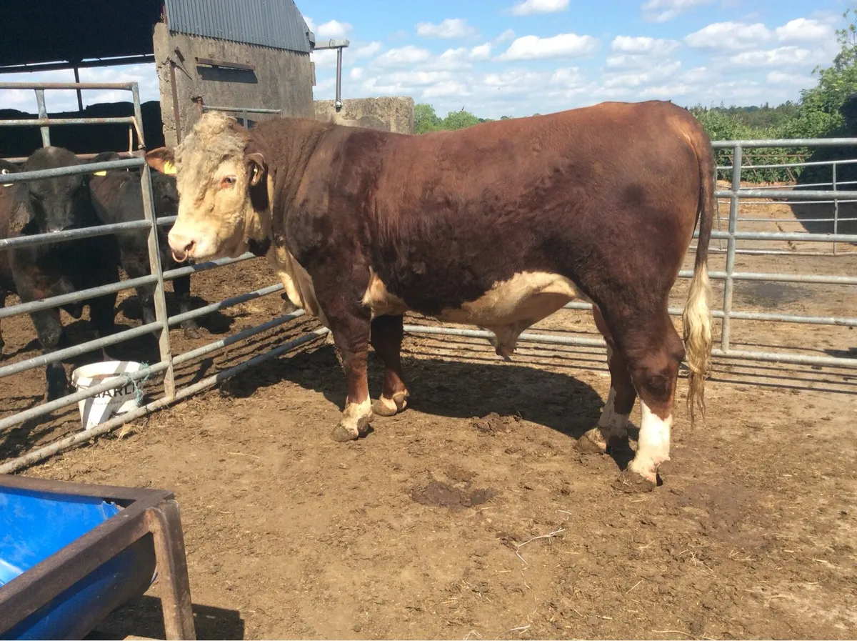 Hereford Bulls - Image 1