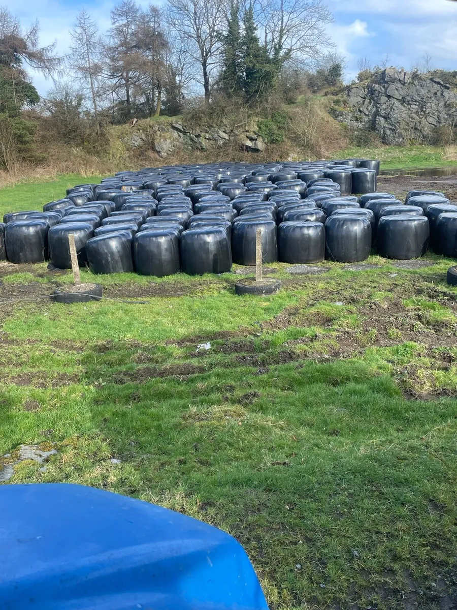Round bales silage may 24