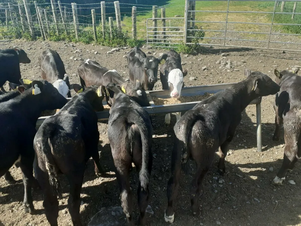 Grass Calves - Image 3
