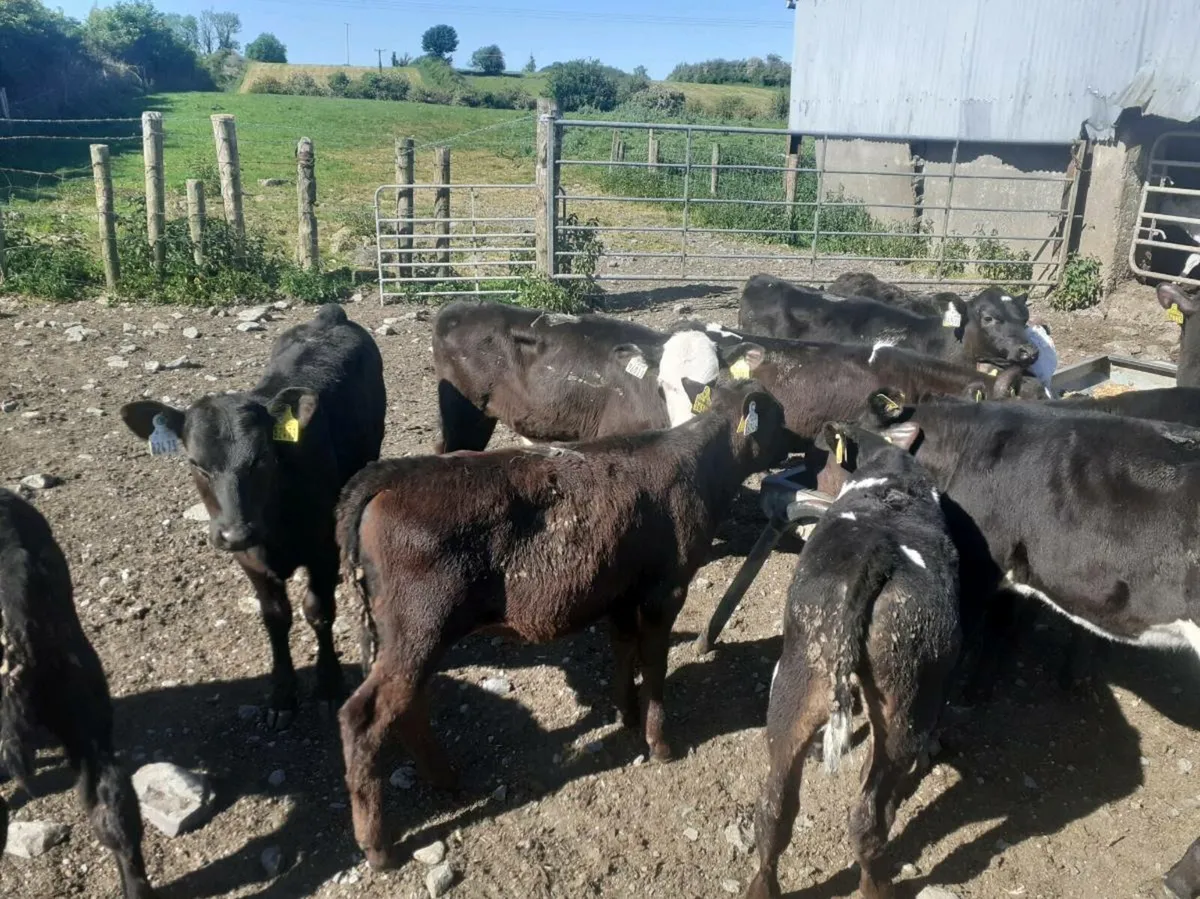 Grass Calves - Image 4