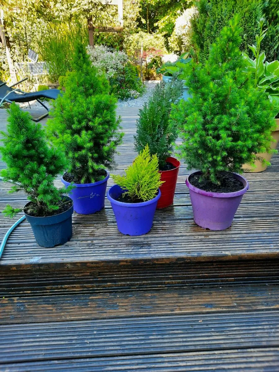 Five Perrinal.Plants