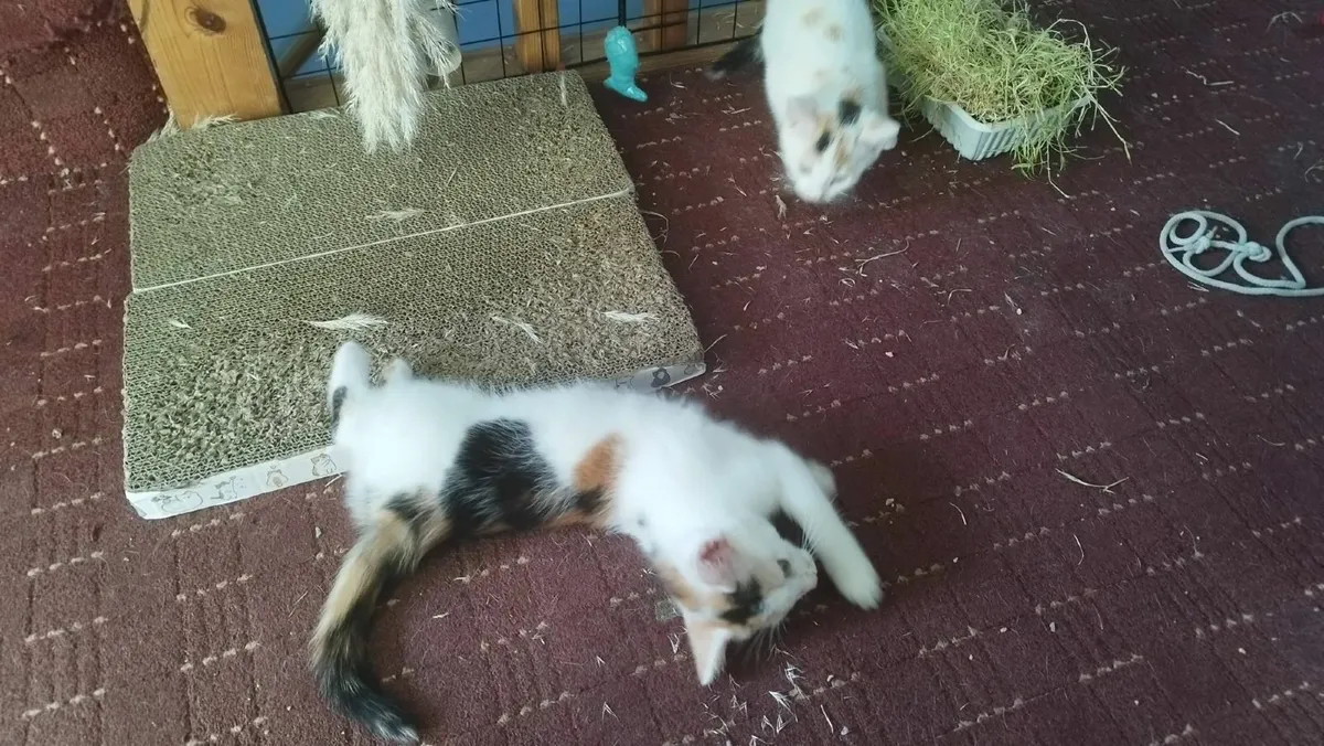 Kittens - Image 2