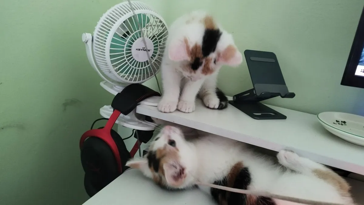 Kittens - Image 1