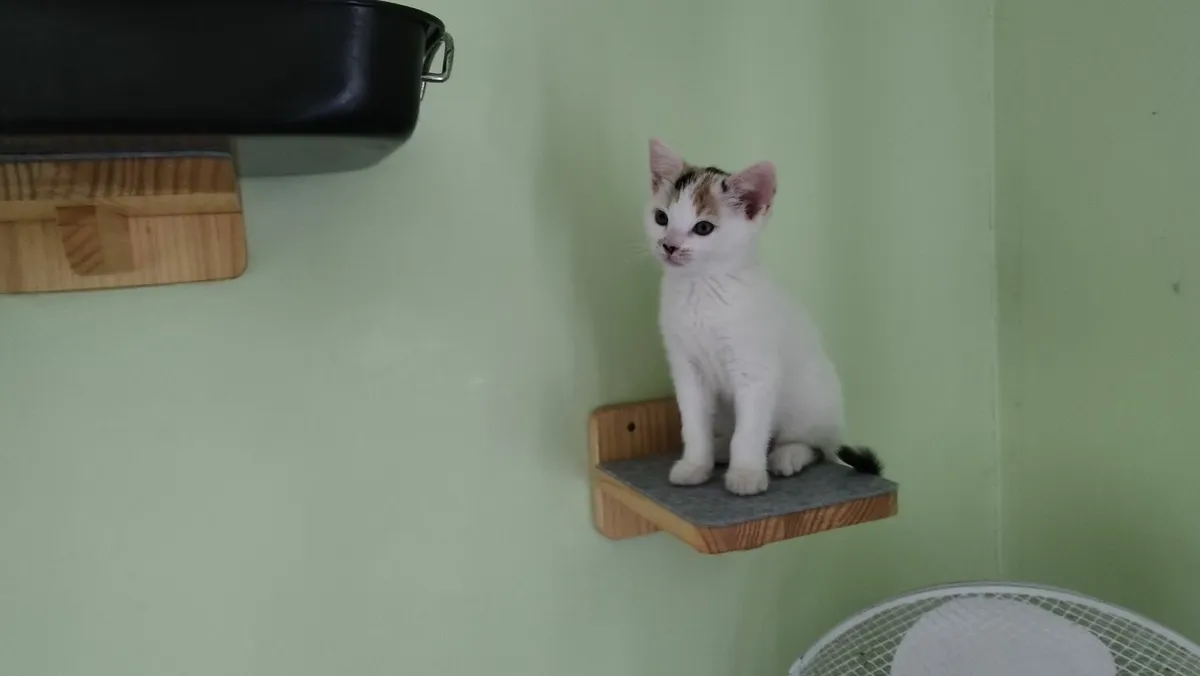Kittens - Image 3