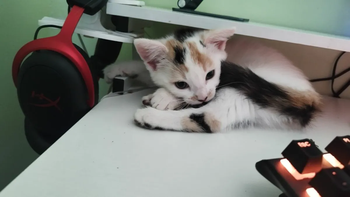 Kittens - Image 4