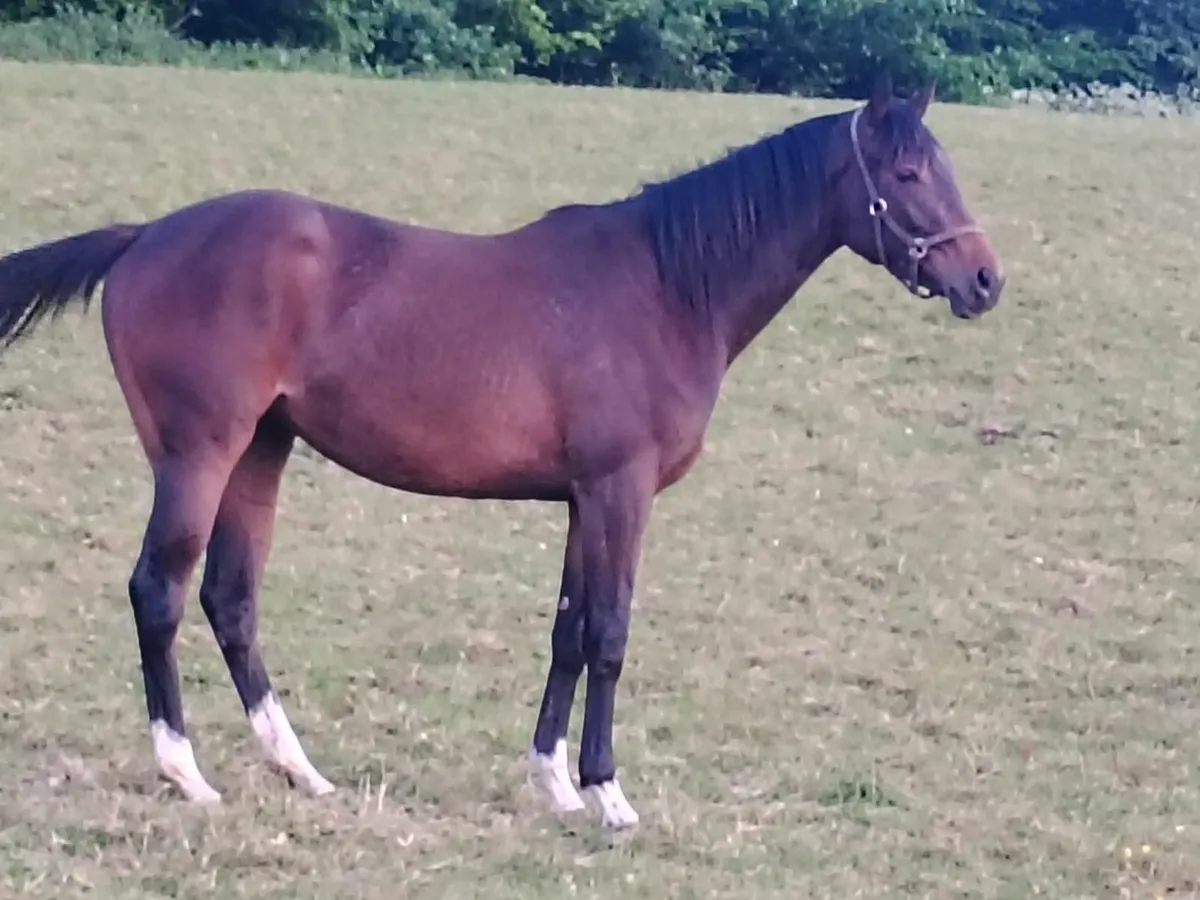 Pillar Coral Thoroughbred Filly - Image 1