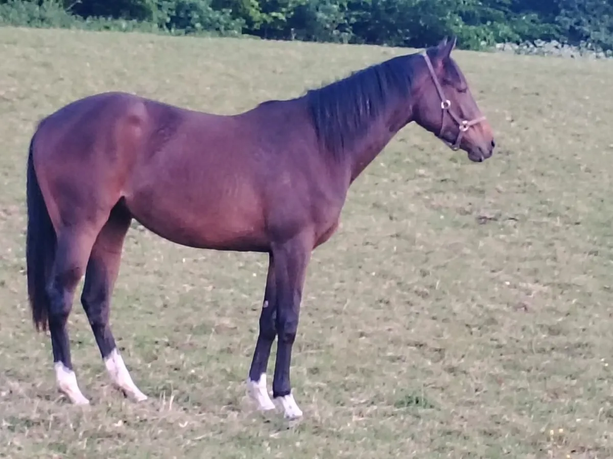 Pillar Coral Thoroughbred Filly - Image 2