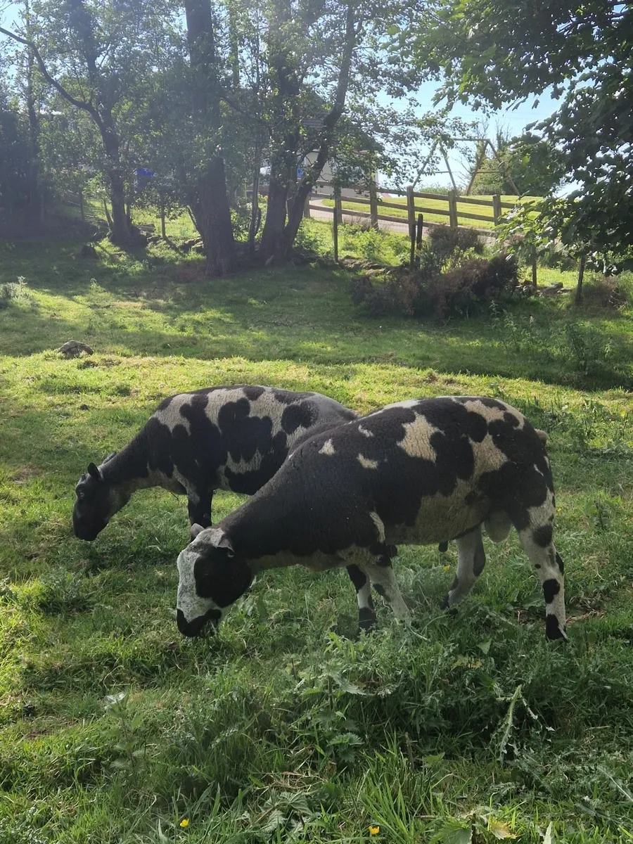 Dutch spotted shearling rams - Image 1
