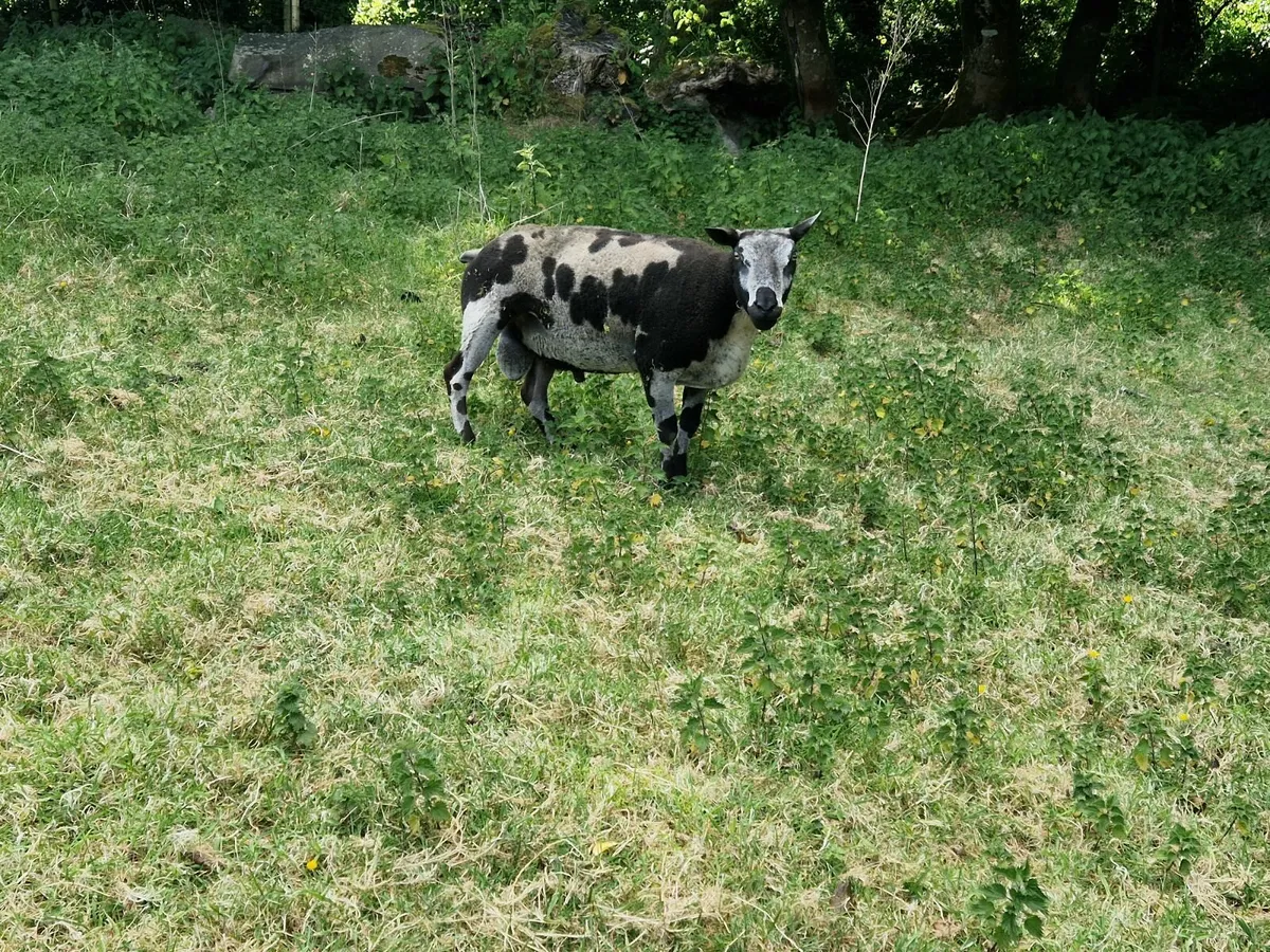 Dutch spotted shearling rams - Image 2