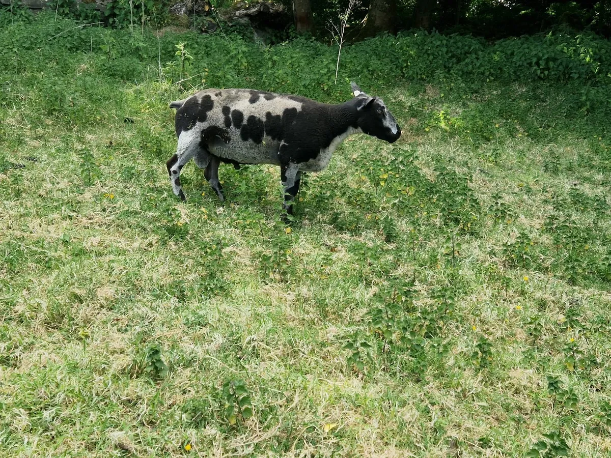 Dutch spotted shearling rams - Image 3