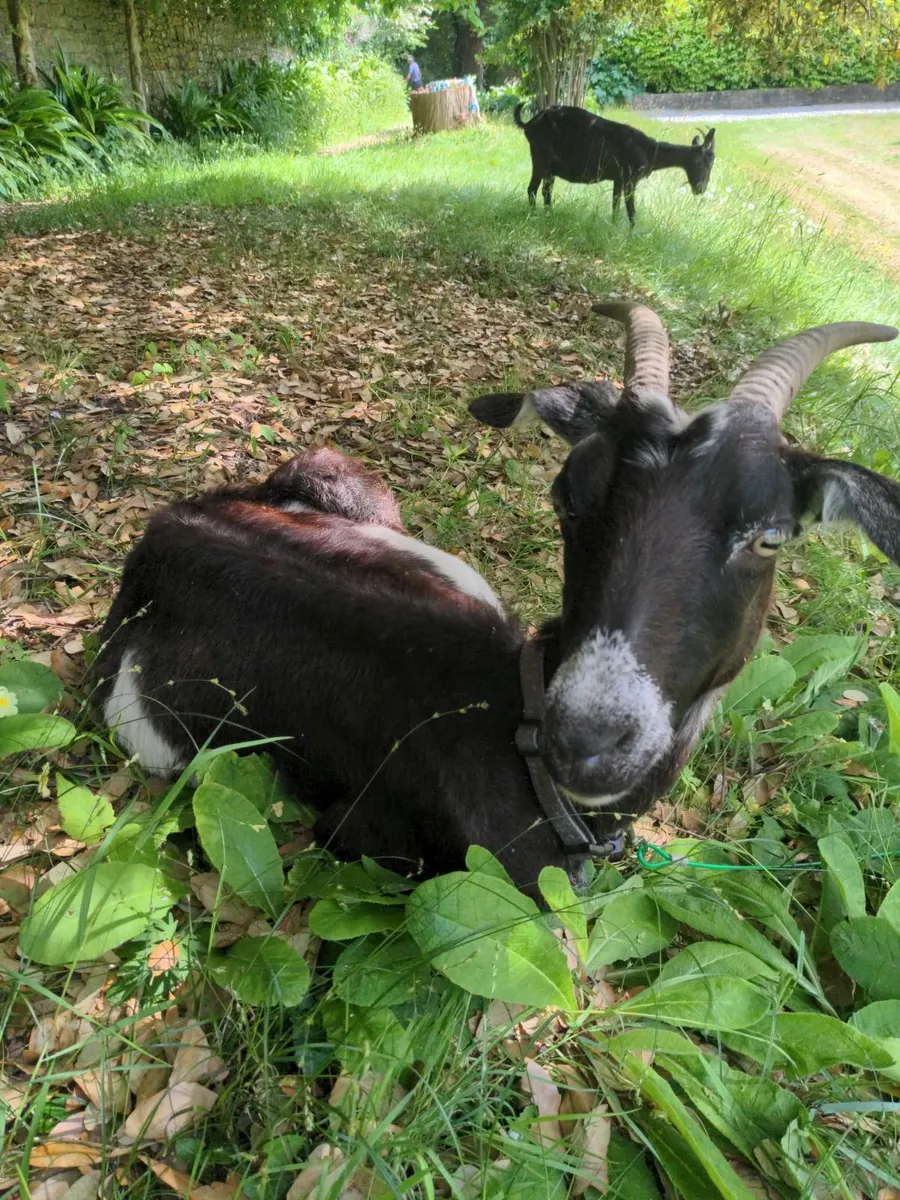 Goats - Image 1