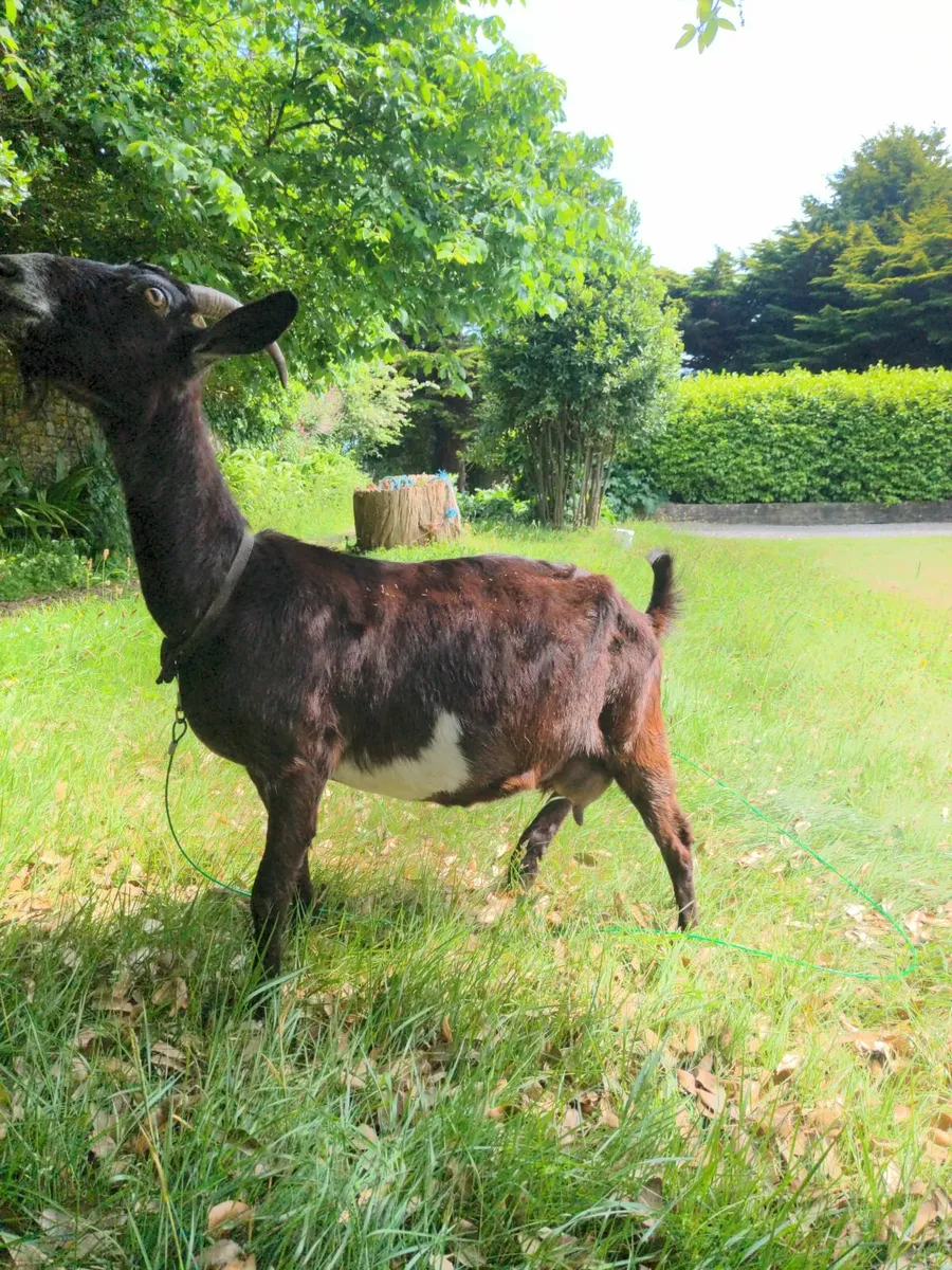 Goats - Image 2