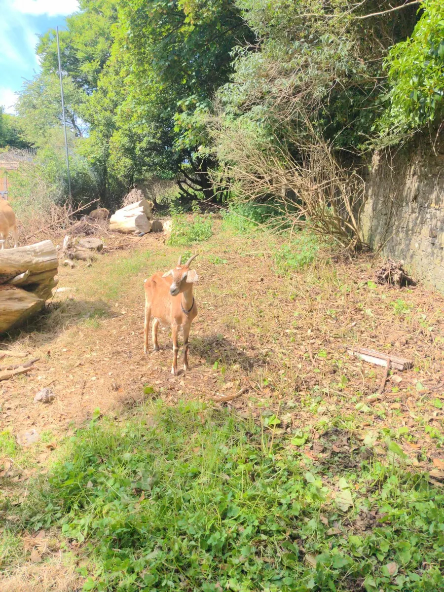 Goats - Image 3